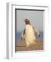 Walking to the colony. Gentoo penguin in the Falkland Islands in January.-Martin Zwick-Framed Photographic Print