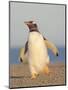 Walking to the colony. Gentoo penguin in the Falkland Islands in January.-Martin Zwick-Mounted Photographic Print