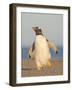 Walking to the colony. Gentoo penguin in the Falkland Islands in January.-Martin Zwick-Framed Photographic Print