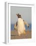 Walking to the colony. Gentoo penguin in the Falkland Islands in January.-Martin Zwick-Framed Photographic Print