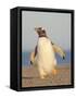 Walking to the colony. Gentoo penguin in the Falkland Islands in January.-Martin Zwick-Framed Stretched Canvas