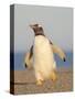 Walking to the colony. Gentoo penguin in the Falkland Islands in January.-Martin Zwick-Stretched Canvas