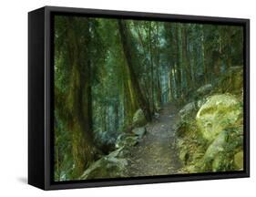 Walking Track Through Dorrigo National Park, New South Wales, Australia, Pacific-Schlenker Jochen-Framed Stretched Canvas