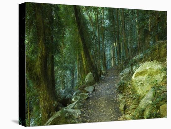 Walking Track Through Dorrigo National Park, New South Wales, Australia, Pacific-Schlenker Jochen-Stretched Canvas