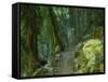 Walking Track Through Dorrigo National Park, New South Wales, Australia, Pacific-Schlenker Jochen-Framed Stretched Canvas