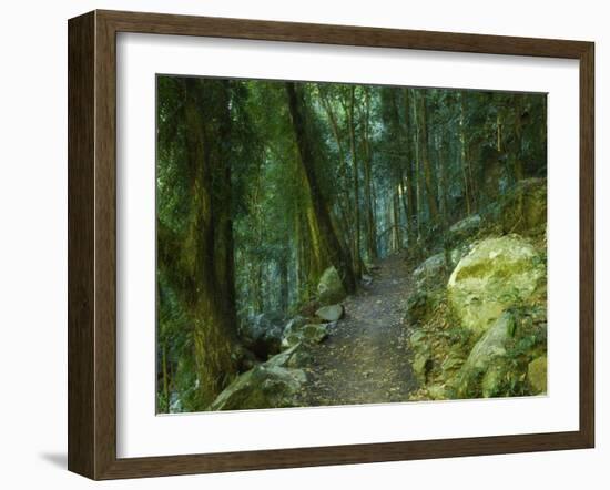 Walking Track Through Dorrigo National Park, New South Wales, Australia, Pacific-Schlenker Jochen-Framed Photographic Print