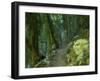 Walking Track Through Dorrigo National Park, New South Wales, Australia, Pacific-Schlenker Jochen-Framed Photographic Print