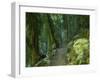 Walking Track Through Dorrigo National Park, New South Wales, Australia, Pacific-Schlenker Jochen-Framed Photographic Print