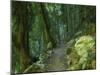 Walking Track Through Dorrigo National Park, New South Wales, Australia, Pacific-Schlenker Jochen-Mounted Photographic Print