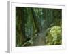 Walking Track Through Dorrigo National Park, New South Wales, Australia, Pacific-Schlenker Jochen-Framed Photographic Print