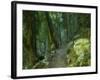 Walking Track Through Dorrigo National Park, New South Wales, Australia, Pacific-Schlenker Jochen-Framed Photographic Print