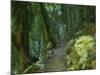 Walking Track Through Dorrigo National Park, New South Wales, Australia, Pacific-Schlenker Jochen-Mounted Photographic Print