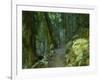 Walking Track Through Dorrigo National Park, New South Wales, Australia, Pacific-Schlenker Jochen-Framed Photographic Print