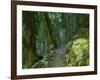 Walking Track Through Dorrigo National Park, New South Wales, Australia, Pacific-Schlenker Jochen-Framed Photographic Print