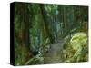 Walking Track Through Dorrigo National Park, New South Wales, Australia, Pacific-Schlenker Jochen-Stretched Canvas