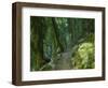 Walking Track Through Dorrigo National Park, New South Wales, Australia, Pacific-Schlenker Jochen-Framed Photographic Print