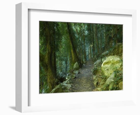 Walking Track Through Dorrigo National Park, New South Wales, Australia, Pacific-Schlenker Jochen-Framed Photographic Print