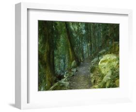 Walking Track Through Dorrigo National Park, New South Wales, Australia, Pacific-Schlenker Jochen-Framed Photographic Print