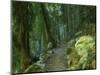 Walking Track Through Dorrigo National Park, New South Wales, Australia, Pacific-Schlenker Jochen-Mounted Photographic Print