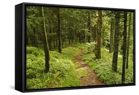 Walking Trail, Hochkopf, Near Schonau, Black Forest, Baden-Wurttemberg, Germany, Europe-Jochen Schlenker-Framed Stretched Canvas