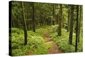 Walking Trail, Hochkopf, Near Schonau, Black Forest, Baden-Wurttemberg, Germany, Europe-Jochen Schlenker-Stretched Canvas