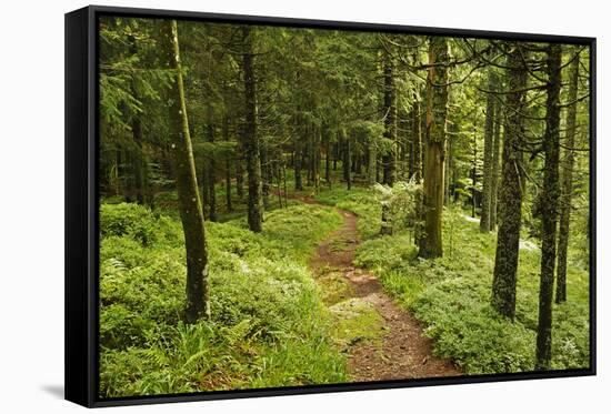 Walking Trail, Hochkopf, Near Schonau, Black Forest, Baden-Wurttemberg, Germany, Europe-Jochen Schlenker-Framed Stretched Canvas