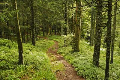 https://imgc.allpostersimages.com/img/posters/walking-trail-hochkopf-near-schonau-black-forest-baden-wurttemberg-germany-europe_u-L-PIAEM30.jpg?artPerspective=n
