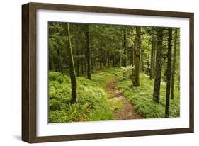 Walking Trail, Hochkopf, Near Schonau, Black Forest, Baden-Wurttemberg, Germany, Europe-Jochen Schlenker-Framed Photographic Print