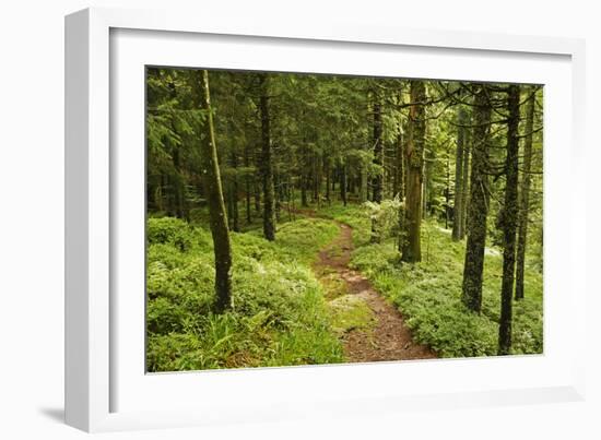 Walking Trail, Hochkopf, Near Schonau, Black Forest, Baden-Wurttemberg, Germany, Europe-Jochen Schlenker-Framed Photographic Print