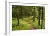 Walking Trail, Hochkopf, Near Schonau, Black Forest, Baden-Wurttemberg, Germany, Europe-Jochen Schlenker-Framed Photographic Print