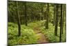 Walking Trail, Hochkopf, Near Schonau, Black Forest, Baden-Wurttemberg, Germany, Europe-Jochen Schlenker-Mounted Photographic Print