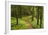 Walking Trail, Hochkopf, Near Schonau, Black Forest, Baden-Wurttemberg, Germany, Europe-Jochen Schlenker-Framed Photographic Print