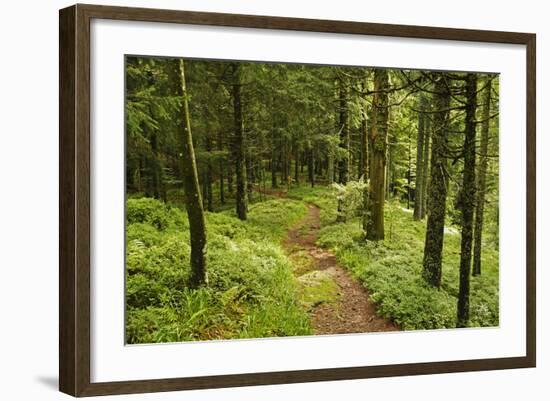 Walking Trail, Hochkopf, Near Schonau, Black Forest, Baden-Wurttemberg, Germany, Europe-Jochen Schlenker-Framed Photographic Print