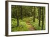 Walking Trail, Hochkopf, Near Schonau, Black Forest, Baden-Wurttemberg, Germany, Europe-Jochen Schlenker-Framed Photographic Print