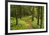 Walking Trail, Hochkopf, Near Schonau, Black Forest, Baden-Wurttemberg, Germany, Europe-Jochen Schlenker-Framed Photographic Print