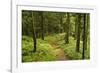 Walking Trail, Hochkopf, Near Schonau, Black Forest, Baden-Wurttemberg, Germany, Europe-Jochen Schlenker-Framed Photographic Print