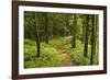 Walking Trail, Hochkopf, Near Schonau, Black Forest, Baden-Wurttemberg, Germany, Europe-Jochen Schlenker-Framed Photographic Print