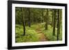 Walking Trail, Hochkopf, Near Schonau, Black Forest, Baden-Wurttemberg, Germany, Europe-Jochen Schlenker-Framed Photographic Print