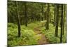 Walking Trail, Hochkopf, Near Schonau, Black Forest, Baden-Wurttemberg, Germany, Europe-Jochen Schlenker-Mounted Photographic Print