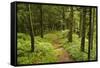 Walking Trail, Hochkopf, Near Schonau, Black Forest, Baden-Wurttemberg, Germany, Europe-Jochen Schlenker-Framed Stretched Canvas