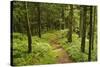 Walking Trail, Hochkopf, Near Schonau, Black Forest, Baden-Wurttemberg, Germany, Europe-Jochen Schlenker-Stretched Canvas