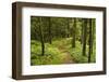 Walking Trail, Hochkopf, Near Schonau, Black Forest, Baden-Wurttemberg, Germany, Europe-Jochen Schlenker-Framed Photographic Print