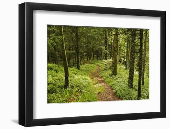 Walking Trail, Hochkopf, Near Schonau, Black Forest, Baden-Wurttemberg, Germany, Europe-Jochen Schlenker-Framed Photographic Print