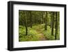 Walking Trail, Hochkopf, Near Schonau, Black Forest, Baden-Wurttemberg, Germany, Europe-Jochen Schlenker-Framed Photographic Print