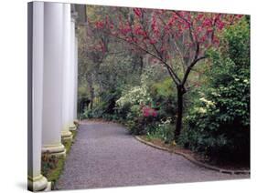 Walkway in Gardens, Magnolia Plantation and Gardens, Charleston, South Carolina, USA-Julie Eggers-Stretched Canvas