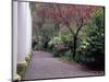 Walkway in Gardens, Magnolia Plantation and Gardens, Charleston, South Carolina, USA-Julie Eggers-Mounted Photographic Print