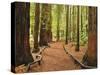 Walkway, the Redwoods, Rotorua, Bay of Plenty, North Island, New Zealand, Pacific-Jochen Schlenker-Stretched Canvas