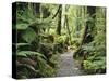 Walkway Through Swamp Forest, Ships Creek, West Coast, South Island, New Zealand, Pacific-Jochen Schlenker-Stretched Canvas