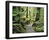 Walkway Through Swamp Forest, Ships Creek, West Coast, South Island, New Zealand, Pacific-Jochen Schlenker-Framed Photographic Print