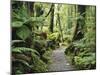 Walkway Through Swamp Forest, Ships Creek, West Coast, South Island, New Zealand, Pacific-Jochen Schlenker-Mounted Photographic Print